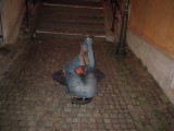 img_4396 * 2048 x 1536 * (406KB)